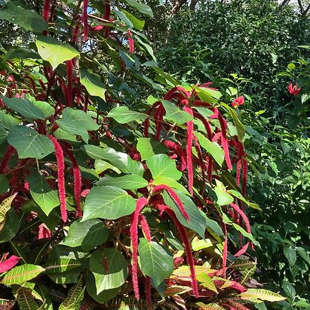 Finca Mystica Mérida Εξωτερικό φωτογραφία