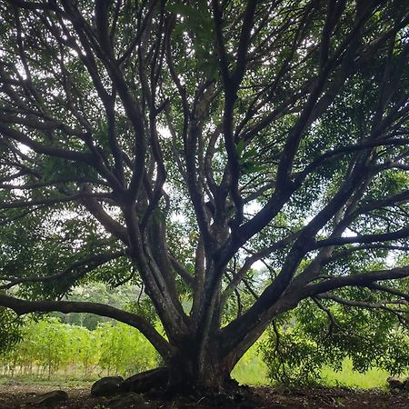 Finca Mystica Mérida Εξωτερικό φωτογραφία
