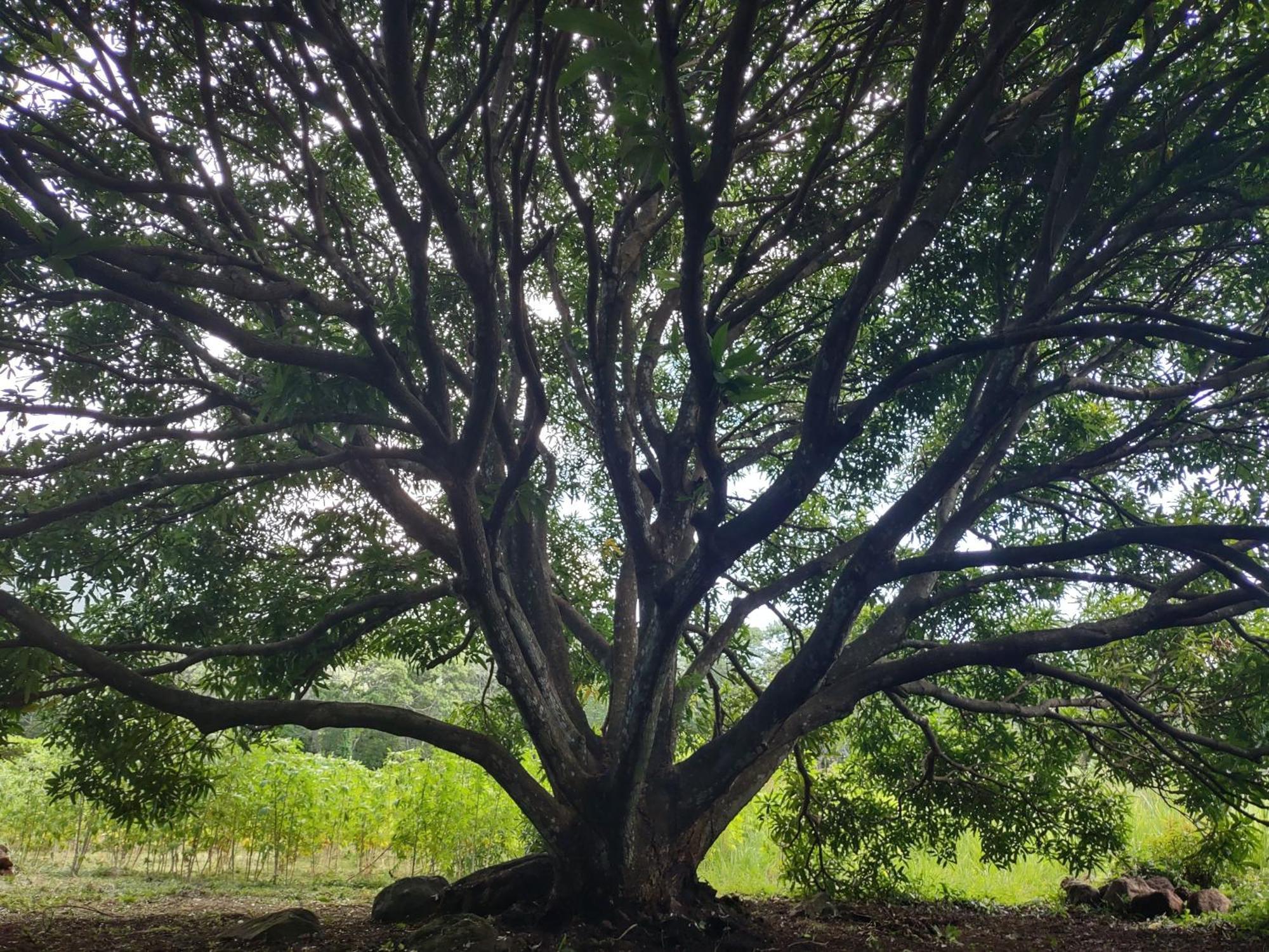 Finca Mystica Mérida Εξωτερικό φωτογραφία